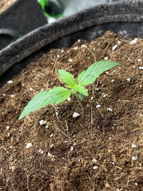 Purple 47 Auto’s 🌱. Week 2 - Purple 47 #1 - D:8