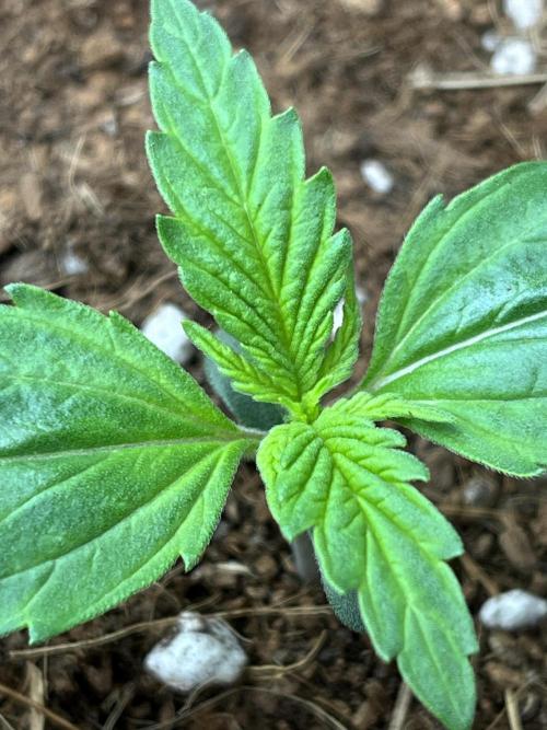 Purple 47 Auto’s 🌱. Week 2 - Purple 47 #1 - D:8