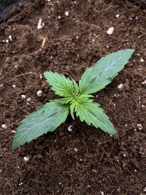 Purple 47 Auto’s 🌱. Week 2 - Purple 47 #1 - D:9