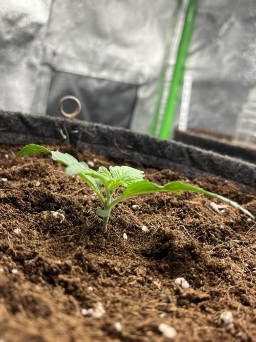 Purple 47 Auto’s 🌱. Week 2 - Purple 47 #1 - D:9