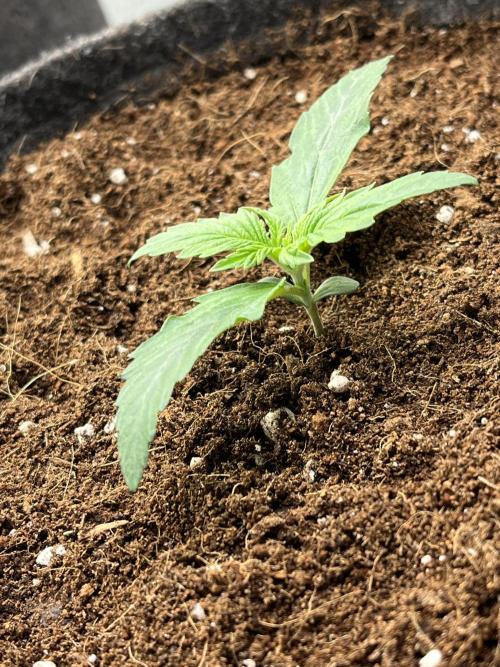 Purple 47 Auto’s 🌱. Week 2 - Purple 47 #1 - D:9