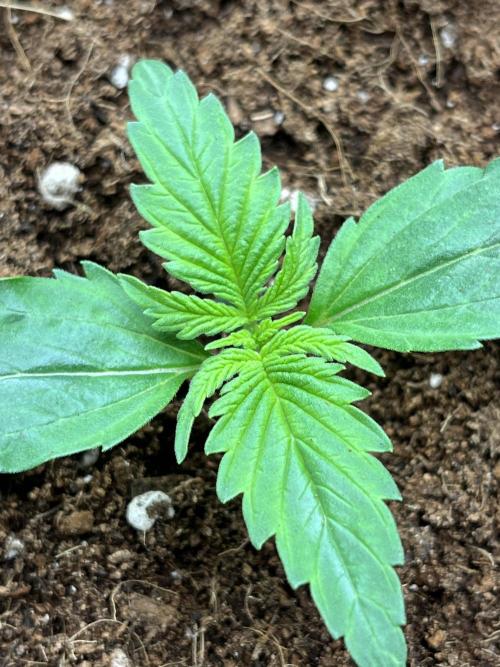 Purple 47 Auto’s 🌱. Week 2 - Purple 47 #1 - D:9