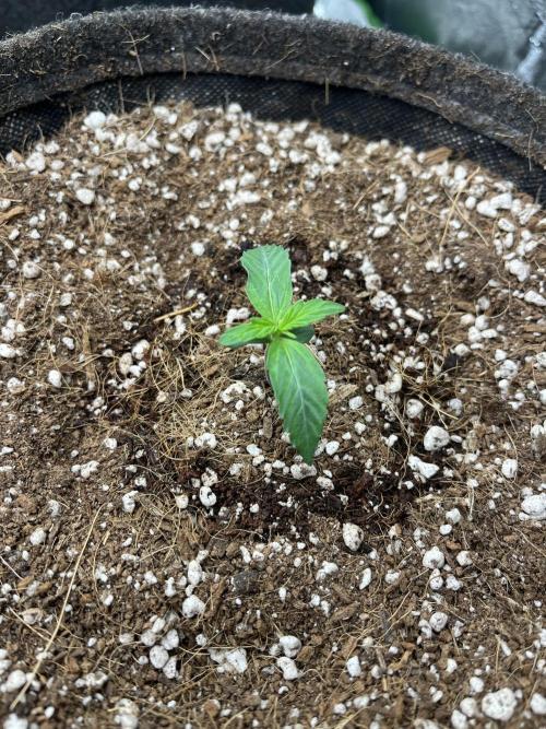 Mystery Strain 🌱 Photo P. Week 1 - D:5 