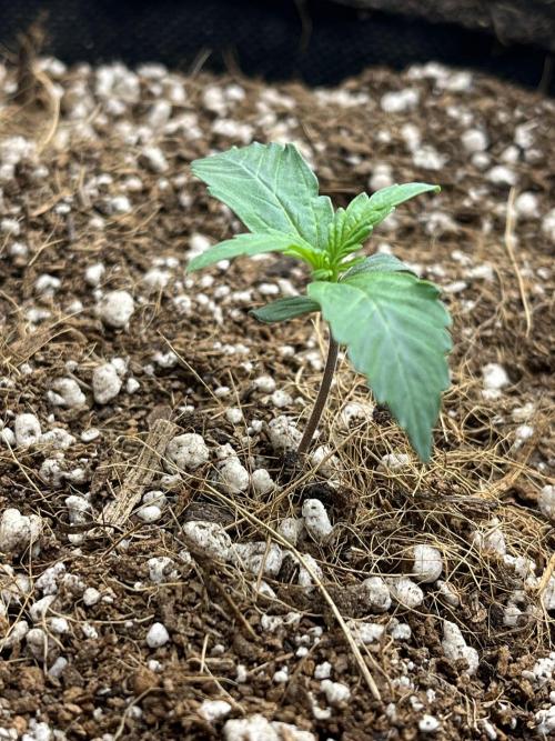 Mystery Strain 🌱 Photo P. Week 1 - D:5 