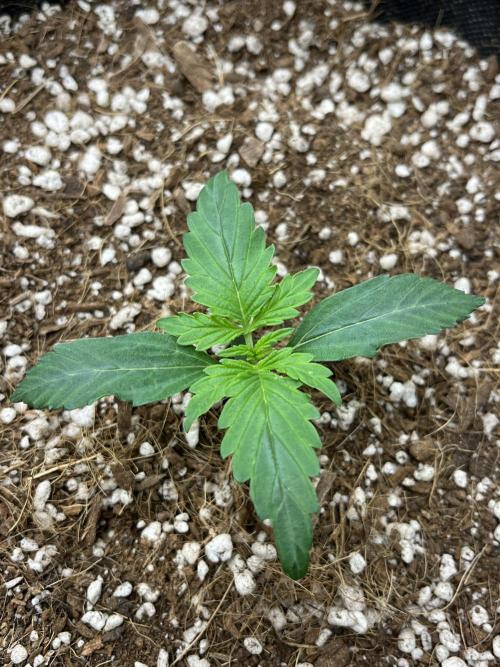 Mystery Strain 🌱 Photo P. Week 2 - D:9