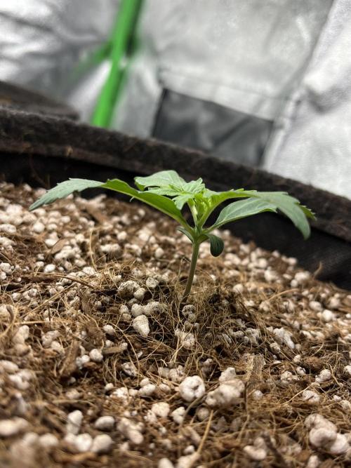 Mystery Strain 🌱 Photo P. Week 2 - D:9