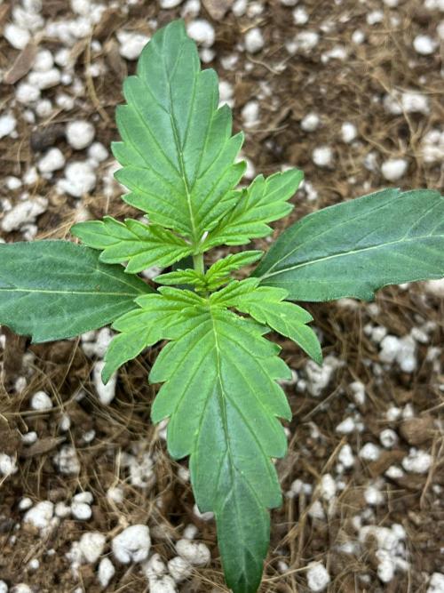 Mystery Strain 🌱 Photo P. Week 2 - D:9