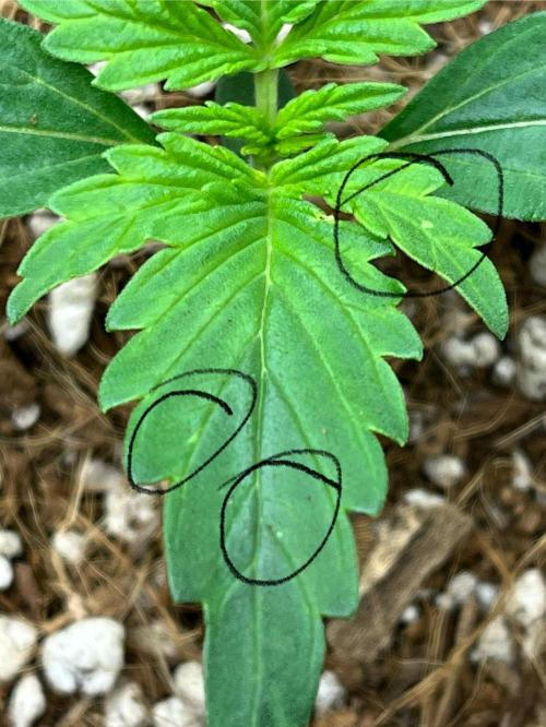 Mystery Strain 🌱 Photo P. Week 2 - D:9 
Minor superficial specks observed: likely environmental. No action required