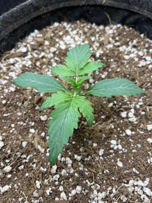 Mystery Strain 🌱 Photo P. Week 2 - D:10