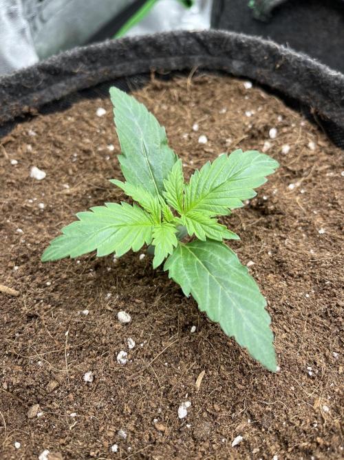 Purple 47 Auto’s 🌱. Week 2 - Purple 47 #1 - D:10