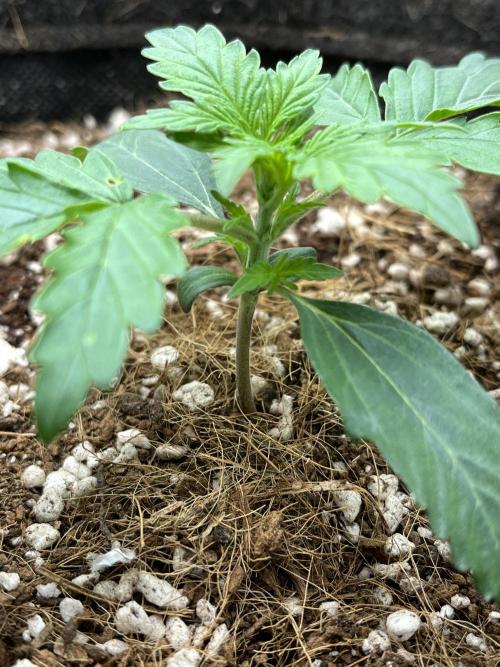 Mystery Strain 🌱 Photo P. Week 2 - D:11