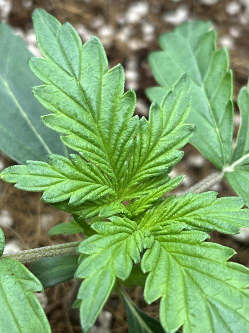 Mystery Strain 🌱 Photo P. Week 2 - D:11