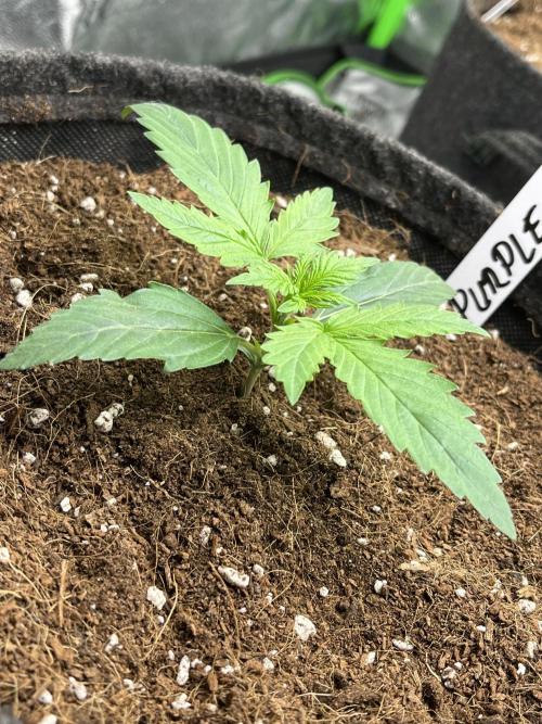 Purple 47 Auto’s 🌱. Week 2 - Purple 47 #1 - D:12