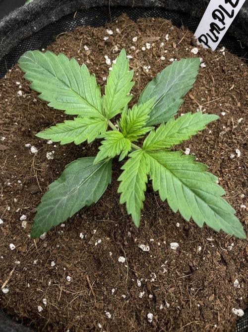 Purple 47 Auto’s 🌱. Week 2 - Purple 47 #1 - D:12