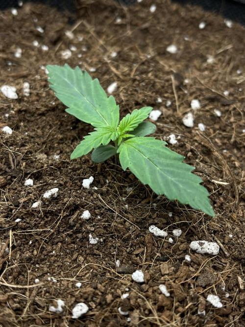 Purple 47 Auto’s 🌱. Week 1 - Purple 47 #2 - D:7