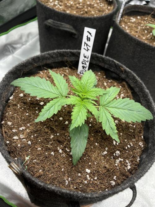 Purple 47 Auto’s 🌱. Week 2 - Purple 47 #1 - D:14
- Noticed slip tip curling, raised the light to 50cm