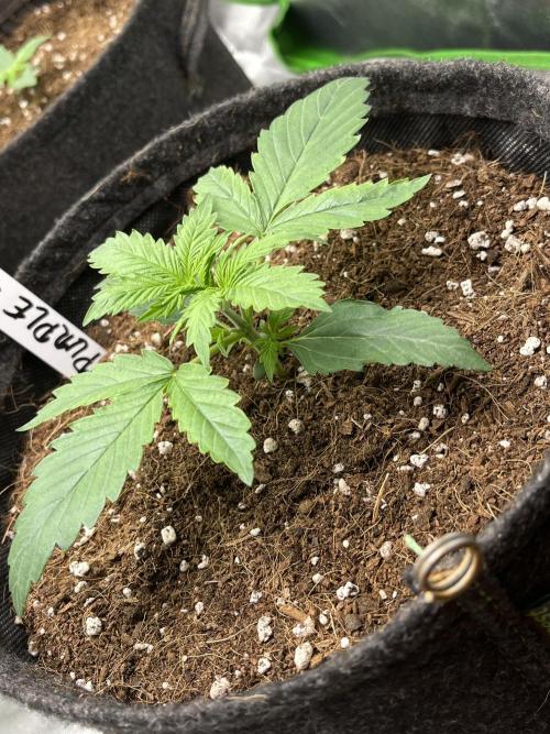 Purple 47 Auto’s 🌱. Week 2 - Purple 47 #1 - D:14