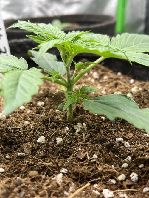 Purple 47 Auto’s 🌱. Week 2 - Purple 47 #1 - D:14