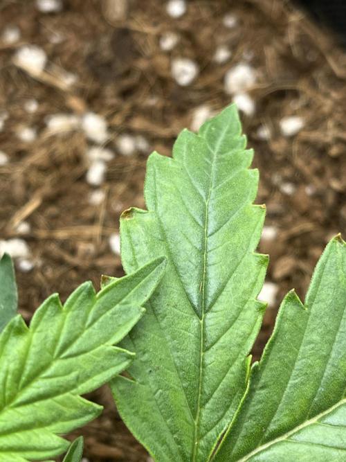 Purple 47 Auto’s 🌱. Week 2 - Purple 47 #1 - D:14