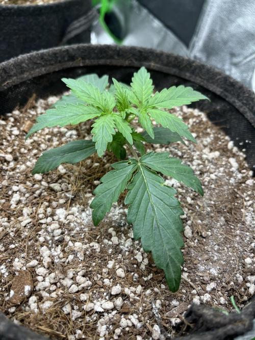 Mystery Strain 🌱 Photo P. Week 2 - D:14 
