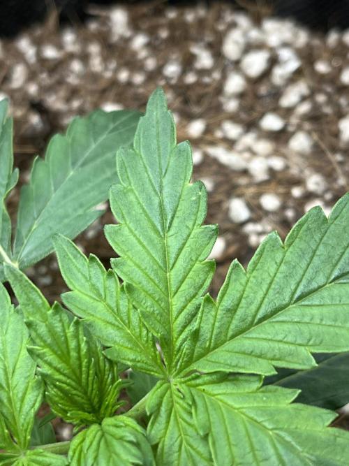 Mystery Strain 🌱 Photo P. Week 2 - D:14 - onset of early calcium def , gave foliar 0.4 EC w Epsom & gypsum  