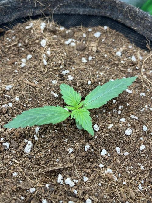 Purple 47 Auto’s 🌱. Week 2 - Purple 47 #2 - D:9 