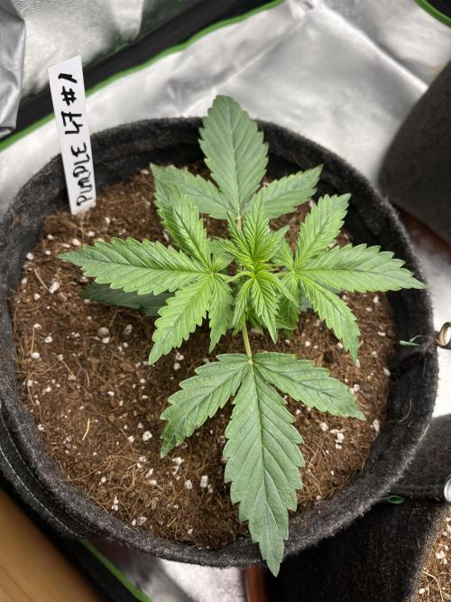 Purple 47 Auto’s 🌱. Week 3 - Purple 47 #1 - D:16