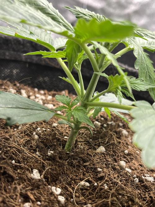 Purple 47 Auto’s 🌱. Week 3 - Purple 47 #1 - D:16