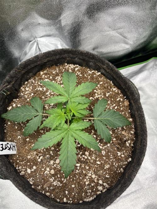 Mystery Strain 🌱 Photo P. Week 3 - D:16 