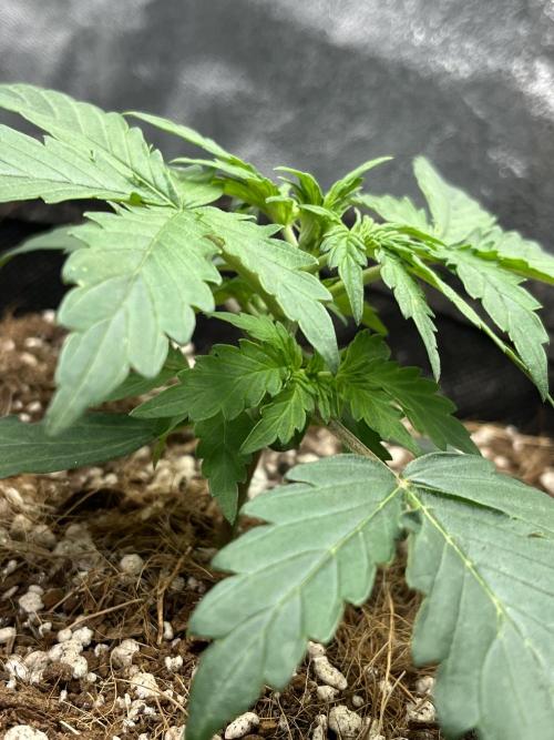Mystery Strain 🌱 Photo P. Week 3 - D:16 