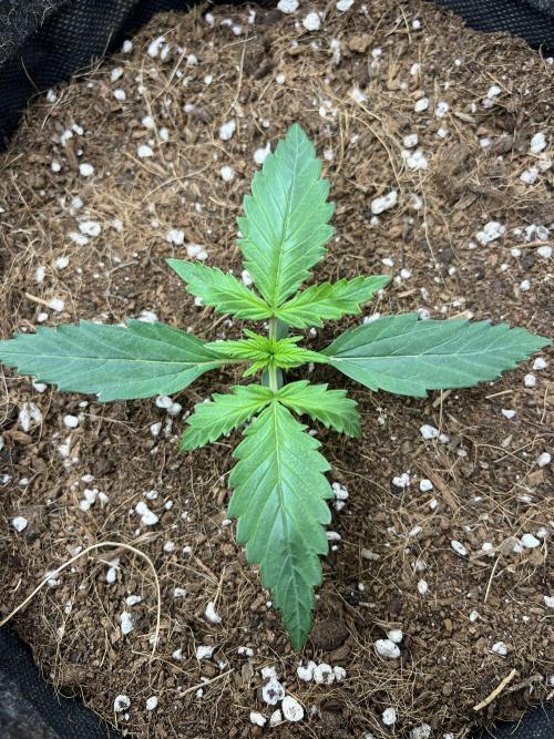 Purple 47 Auto’s 🌱. Week 2 - Purple 47 #2 - D:11