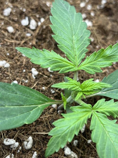 Purple 47 Auto’s 🌱. Week 2 - Purple 47 #2 - D:11
