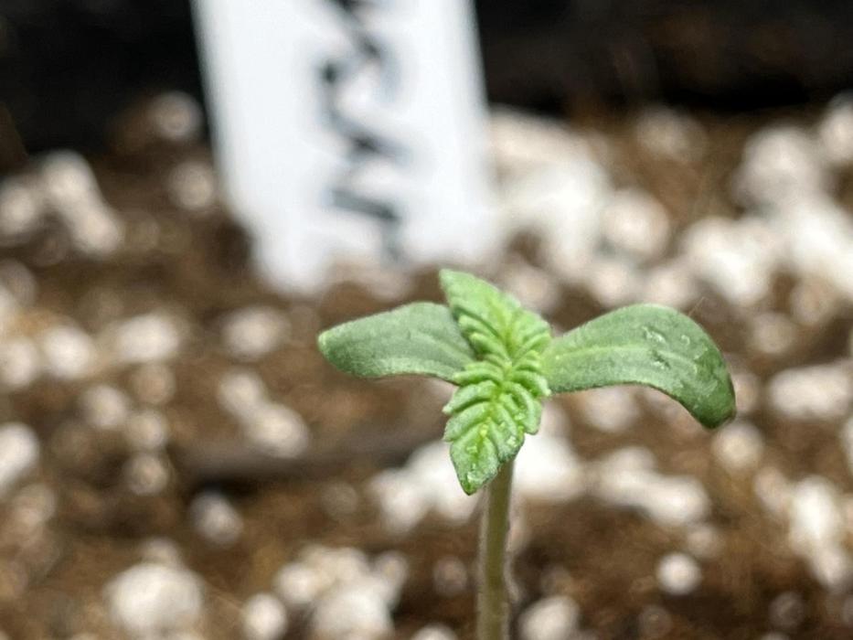 Ak - 47 Fem 🌱🏷️. Week 0 - Day 1