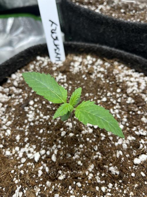 Ak - 47 Fem 🌱🏷️. Week 1