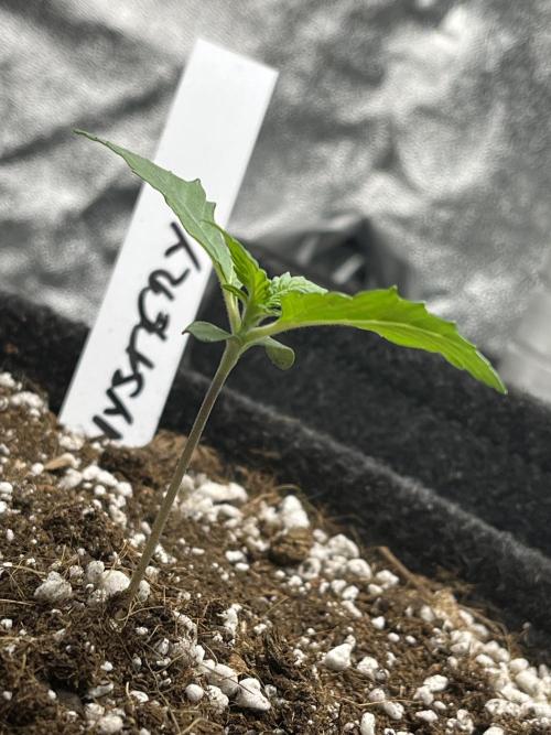 Ak - 47 Fem 🌱🏷️. Week 1