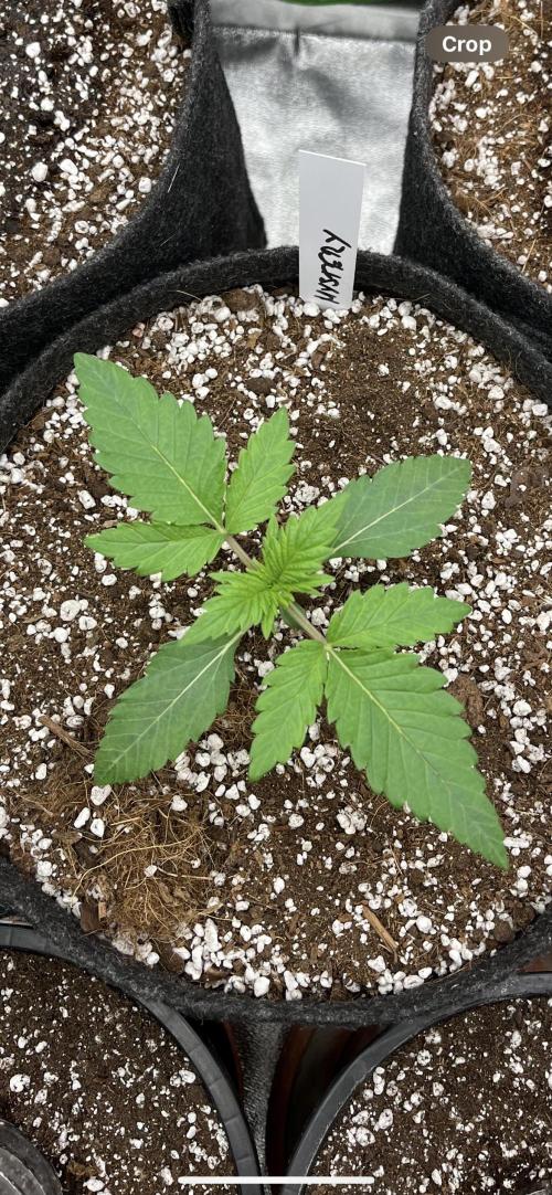 Ak - 47 Fem 🌱🏷️. Week 2