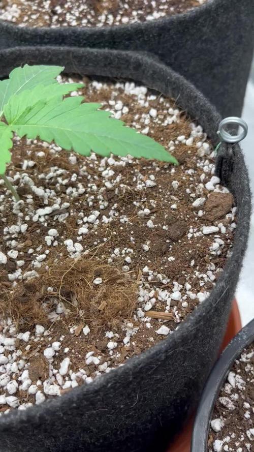 Ak 47 x Hindu Kush F1