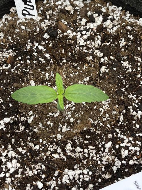 Purple 47 Auto’s. Week 1 - Purple 47 #1 - 8 days from seed 