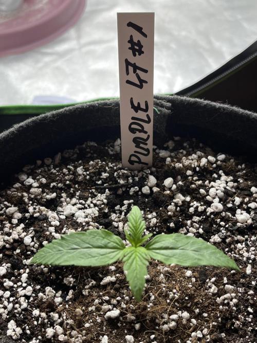 Purple 47 Auto’s. Week 2 - Day 9 - 150ml 0.45 EC 