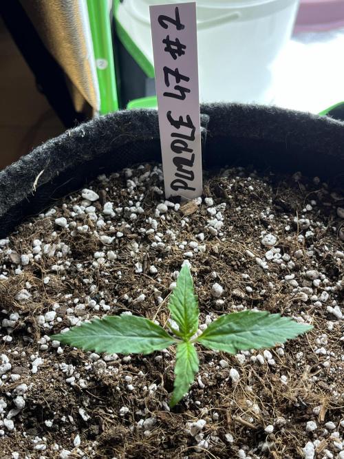 Purple 47 Auto’s. Week 2 - Day 8 - No watering needed yet🌱