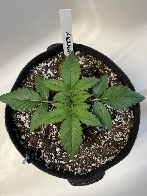 Ak 47 x Hindu Kush F1. Week 3 - Day 16 - pre foliar feed 