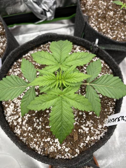 Ak 47 x Hindu Kush F1. Week 3 - Day 17 - watered her with 500ml 5.9 ph 0.4 EC 