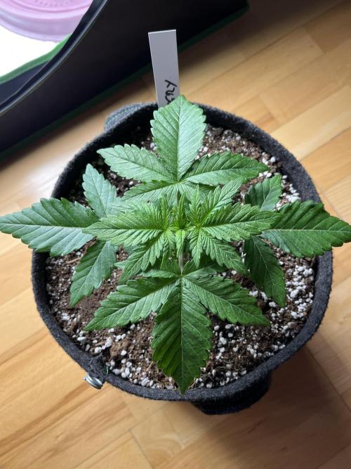 Ak 47 x Hindu Kush F1. Week 3 - Day 18