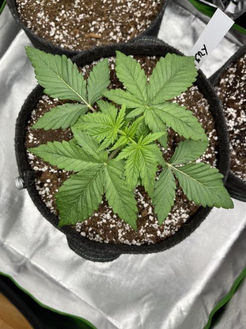 Ak 47 x Hindu Kush F1. Week 3 - Day 18 