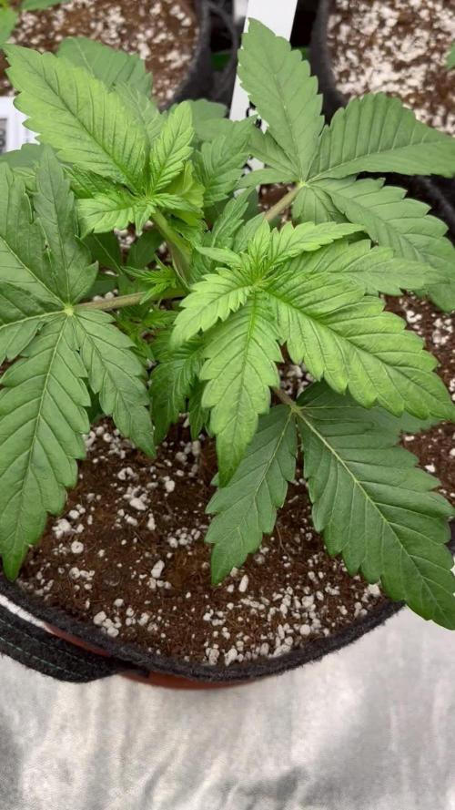 Ak 47 x Hindu Kush F1