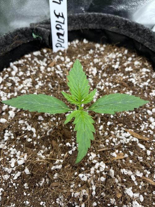 Royal AK A x Tropicana cookies purple A. Week 2 - Purple #2 - Day 9