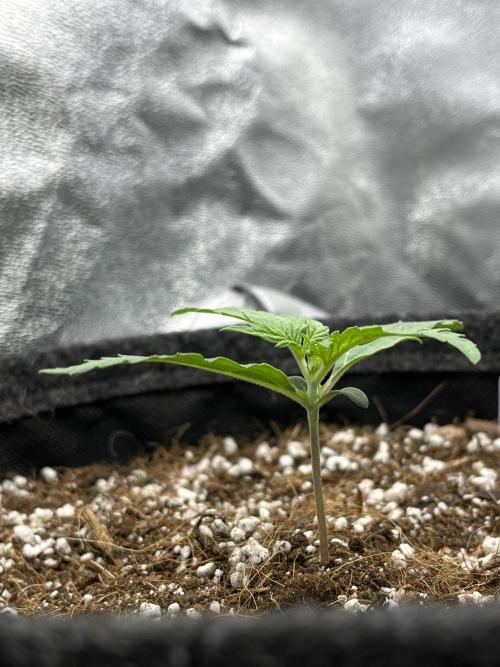 Royal AK A x Tropicana cookies purple A. Week 2 - Purple #2 - Day 9