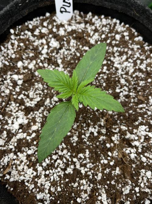 Royal AK A x Tropicana cookies purple A. Week 2 - Purple #1 - Day 10 