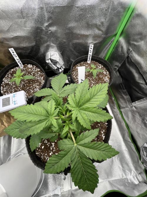 Ak 47 x Hindu Kush F1. Week 3 - Day 20 