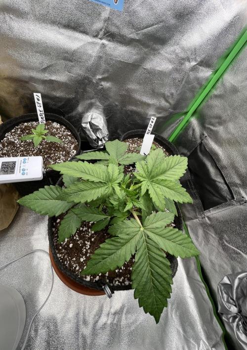 Ak 47 x Hindu Kush F1. Week 3 - Day 20 